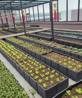 Meyve Ağaçları Hafif İçin Suya Dayanıklı 26CM Yüksek Plastik Yükseltilmiş Ekici Kutuları