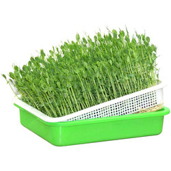 Nefes Alabilir Topraksız Plastik Tepsi